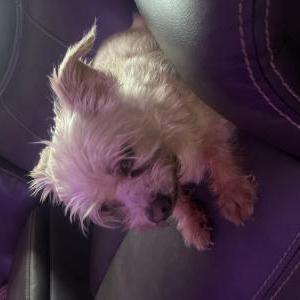 Image of Unsure, Found Dog