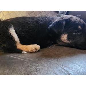 Found Dog puppy ~8 weeks