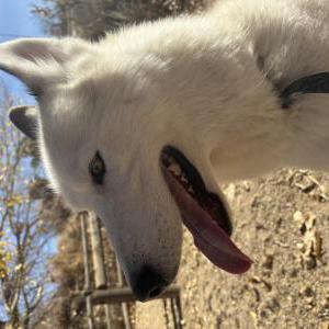 Image of Zues, Lost Dog