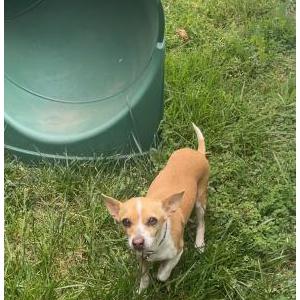 Lost Dog Pepsi