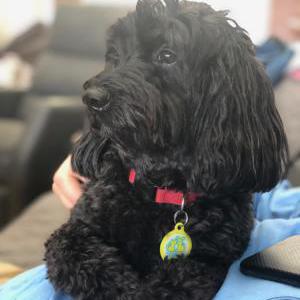 Lost Dog Lily
