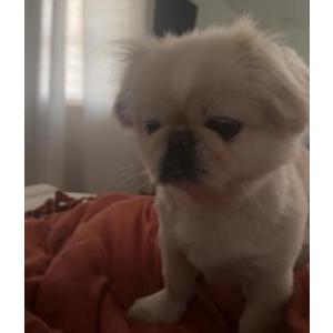 Image of Unknown, Found Dog