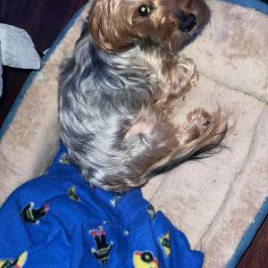 Lost Dog Prince