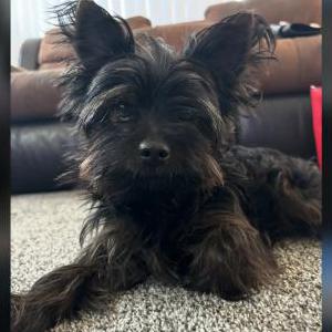 Lost Dog Givenchy