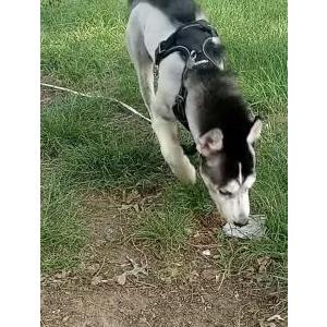 Lost Dog Ghost