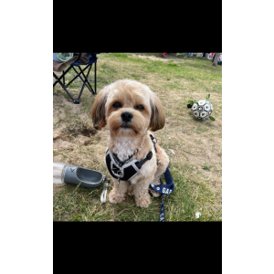 Lost Dog Jojo