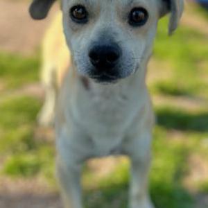 Image of Mr. Moon / Buck, Lost Dog