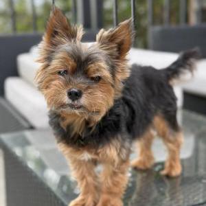 Image of Ronnie, Lost Dog