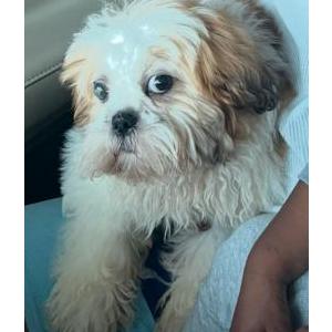 Lost Dog Chase