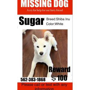 Image of Sugar, Lost Dog