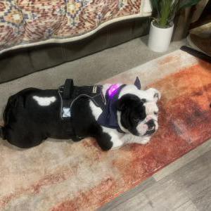 Lost Dog Harley