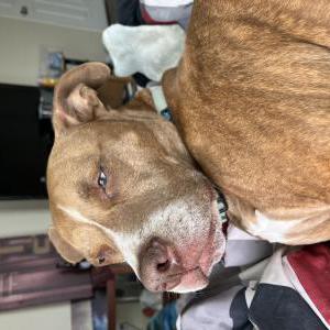 Lost Dog Stella