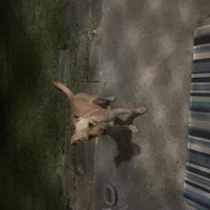 Image of Unknown, Found Dog
