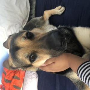 Image of Bella, Lost Dog