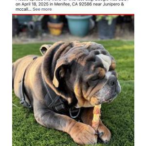 Lost Dog Boogie