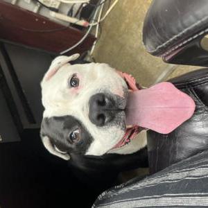 Image of Unknown, Found Dog