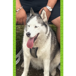 Image of Raider, Lost Dog
