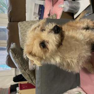 Image of Gudjie, Lost Dog