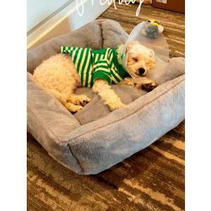 Lost Dog Sully/Cutie