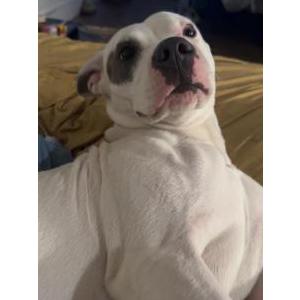 Lost Dog luna