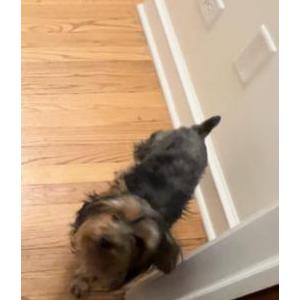 Lost Dog Brownie