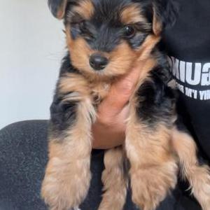 Image of Louie, Lost Dog