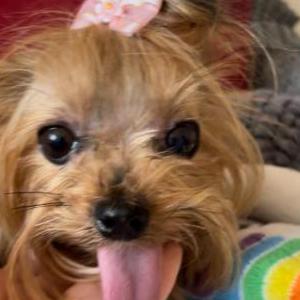 Image of Miwi, Lost Dog