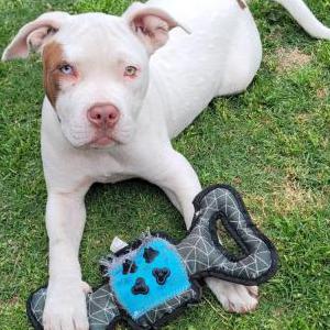 Image of Zoe, Lost Dog
