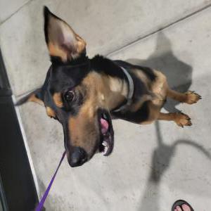 Found Dog Unknown GSD/Mix