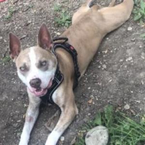 Image of Floki Harrop, Lost Dog