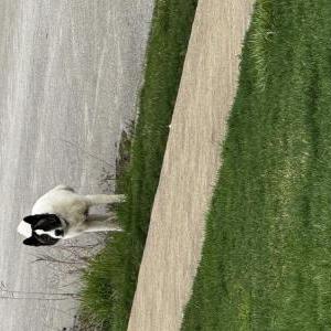 Found Dog Unknown