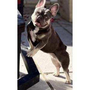 Lost Dog Blueberry