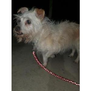 Image of Unknown, Found Dog