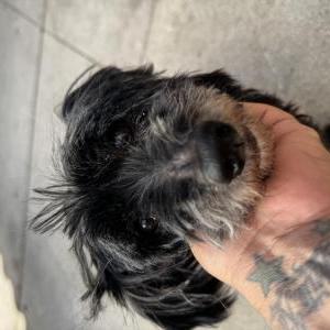 Image of Unknown, Found Dog