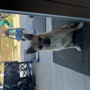 Image of Unknown, Found Dog