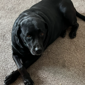 Image of Lucky, Lost Dog
