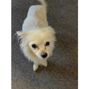 Found Dog Unsure