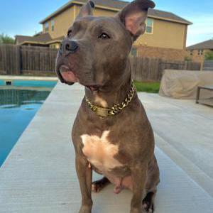Lost Dog Viz