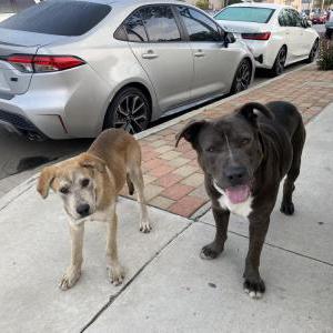 Image of Unknown, Found Dog