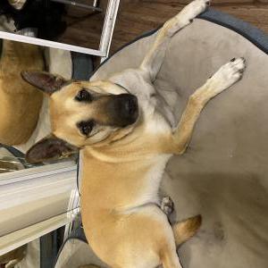 Image of Bear, Lost Dog