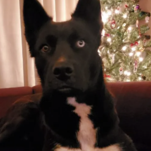 Lost Dog Roxy