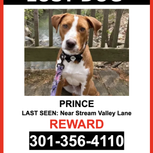 Image of Prince, Lost Dog