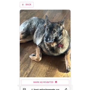 Image of Heidi, Lost Dog