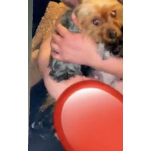 Lost Dog Billions