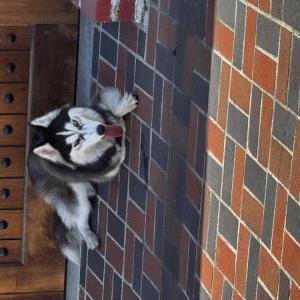 Image of Shadow, Found Dog