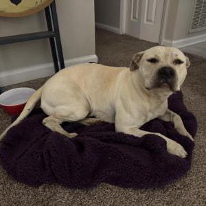 Found Dog Unknown
