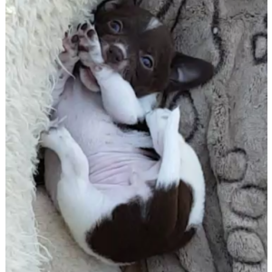 Image of Lucky, Lost Dog