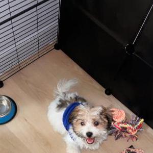 Image of HALO, Lost Dog