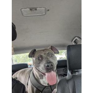 Found Dog Unknown