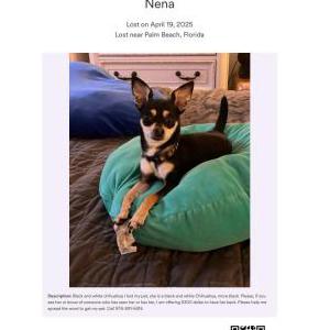 Image of Nena, Lost Dog
